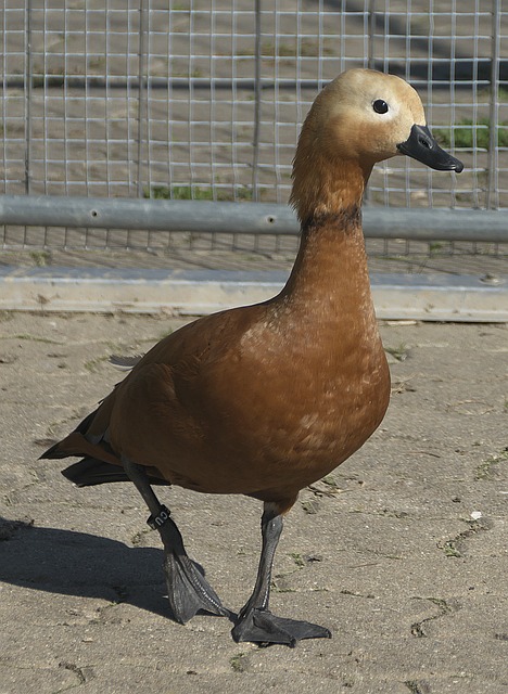 严密防守
