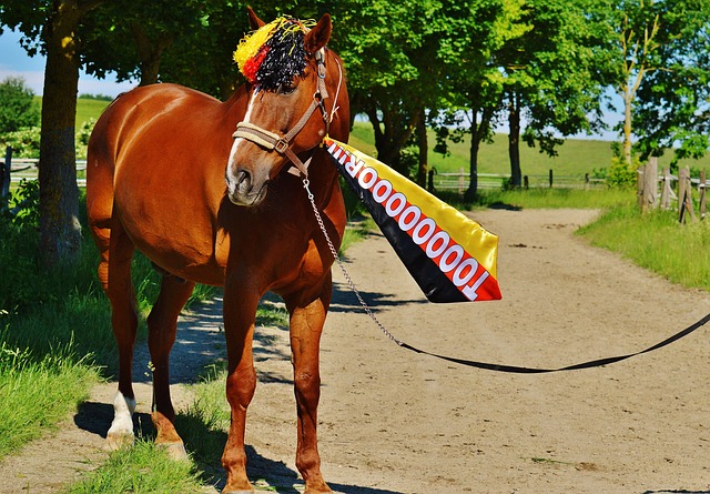 领国王队取 领国王队取